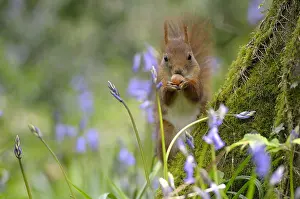 Stump: Red squirrel eating on a stump in the spring France