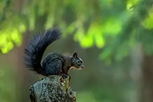 Thomas Marent: Red Squirrel / Europian Red Squirrel (Sciurus vu
