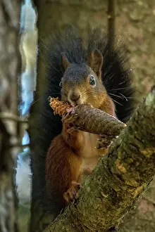 Thomas Marent: Red Squirrel / Europian Red Squirrel (Sciurus vu