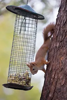 Station: Red Squirrel Feeder