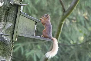 Dumfries: Red squirrel on feeder, Sciurus vulgaris, Eskrigg