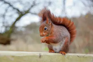 Kindgom: Red Squirrel - feeding