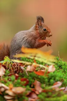 190422: Red squirrel - feeding adult red squirrel sitting on a moss-