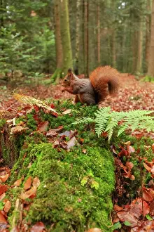 190422: Red squirrel - feeding adult red squirrel sitting on a moss-