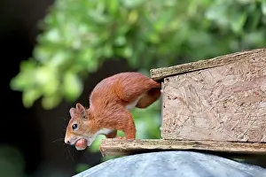 Tresco: Red Squirrel - at feeding box