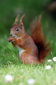 Hazelnuts: Red Squirrel - Feeding on hazel nuts in garden