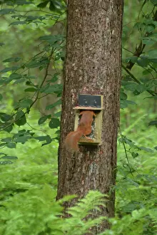 Warren: Red Squirrel at feeding station, Newborough Warren