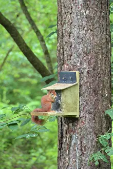 Warren: Red Squirrel at feeding station, Newborough Warren