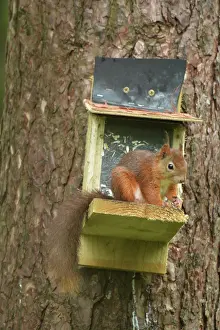 Warren: Red Squirrel at feeding station, Newborough Warren