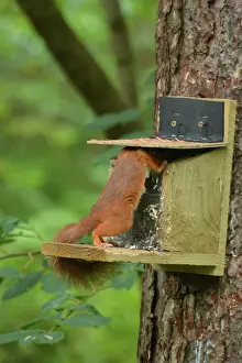 Warren: Red Squirrel at feeding station, Newborough Warren