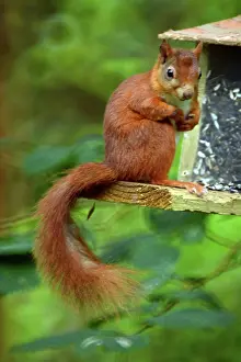 Warren: Red Squirrel at feeding station, Newborough Warren