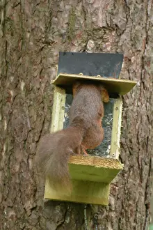 Warren: Red Squirrel at feeding station, Newborough Warren
