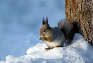 Feeders: Red Squirrel - feeds actively on sunflower seeds