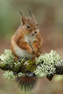 150518: Red Squirrel - on forest - Asturias, Spain