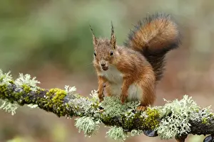 150518: Red Squirrel - on forest - Asturias, Spain