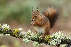 150518: Red Squirrel - on forest - Asturias, Spain