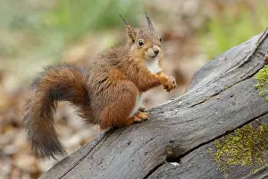 150518: Red Squirrel - on forest - Asturias, Spain