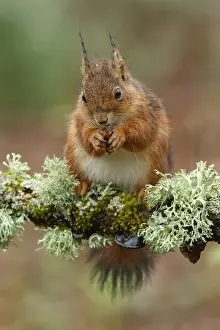 150518: Red Squirrel - on forest - Asturias, Spain
