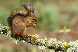 150518: Red Squirrel - on forest - Asturias, Spain