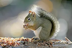 Tamiasciurus: Red Squirrel on forest ground, feeding on spruce cone