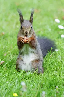 Hazelnuts: Red Squirrel - on garden lawn eating hazel nut