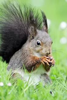 Hazelnuts: Red Squirrel - on garden lawn eating hazel nut
