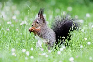 Hazelnuts: Red Squirrel - on garden lawn eating hazel nut