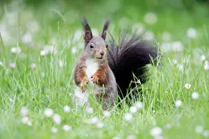 Hazelnuts: Red Squirrel - on garden lawn eating hazel nut