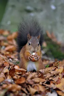Hazelnuts: Red Squirrel - with hazel nut in mouth