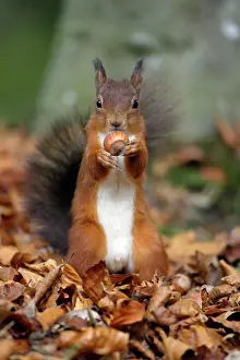 Hazelnuts: Red Squirrel - with hazel nut in mouth, autumn