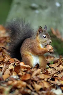 Hazelnuts: Red Squirrel - with hazel nut in mouth, autumn