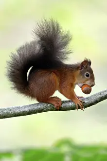 Hazelnuts: Red Squirrel - with hazel nut in mouth on branch