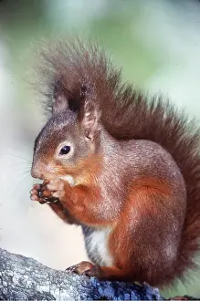 Nuts: RED SQUIRREL - With hazelnut