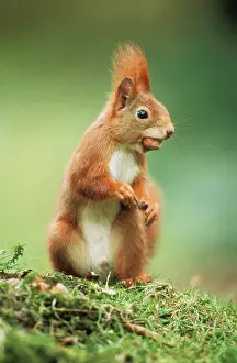 Nervous: Red SQUIRREL - holding nut in mouth