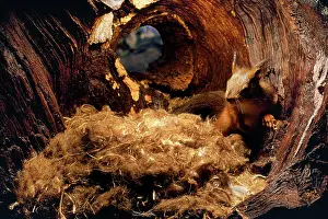 Monica Goth: Red Squirrel - on nest in hole