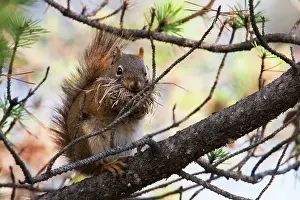 Features: Red Squirrel with nesting material
