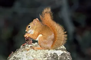Tamiasciurus: Red Squirrel - (North American)