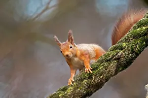 Ropes: Red Squirrel - on old rope