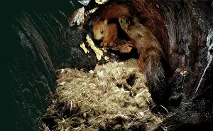 Monica Goth: Red SQUIRREL - Pair in nest hole in tree