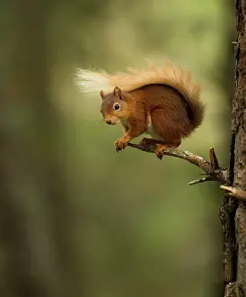 Curved: Red Squirrel - on pine tree branch
