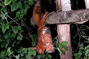 Stealing: RED SQUIRREL - raiding nuts, from wire feeder