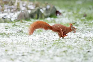 Hazelnuts: Red Squirrel - running across lawn in garden transporting