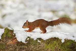 Guy Rogers: Red Squirrel - running along snow covered log