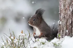 Tirol: Red Squirrel (Sciurus vulgaris), brown coat, standing