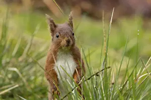Red Coloured: Red squirrel (Sciurus vulgaris) adult animal in a woodland
