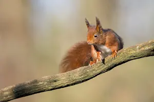 Nosy: Red Squirrel (Sciurus vulgaris) adult sitting on