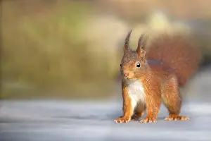 Winte: Red Squirrel (Sciurus vulgaris) adult standing on