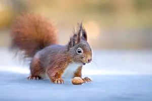 Netherland: Red Squirrel (Sciurus vulgaris) adult walks on ice
