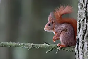 Boughts: Red squirrel (Sciurus vulgaris) on a branch, France