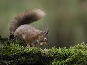 Cairngorms: A Red Squirrel (Sciurus vulgaris) collects food